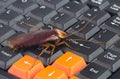 Cockroach climbing on keyboard to present about computer attacked from virus