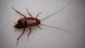 Cockroach. close up of cockroach on white background. closeup cockroach isolated. american cockroach. insects, insect, bugs, bug, Royalty Free Stock Photo