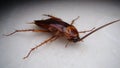 Cockroach. close up of cockroach on white background. closeup cockroach isolated. american cockroach. insects, insect, bugs, bug, Royalty Free Stock Photo