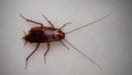 Cockroach. close up of cockroach on white background. closeup cockroach isolated. american cockroach. insects, insect, bugs, bug, Royalty Free Stock Photo