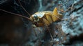 Cockroach closeup, dark background, web, pest control Royalty Free Stock Photo