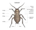 Cockroach in color with easy-to-remove labels