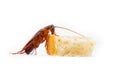 Cockroach is contagion dissemination, Cockroach eating bread which isolated white background. Royalty Free Stock Photo