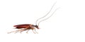 Cockroach crawling to the right 3d render on white background no shadow