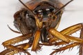Cockroach dead in macro closeup Royalty Free Stock Photo