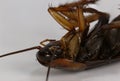 Cockroach dead in macro closeup Royalty Free Stock Photo
