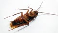cockroach Royalty Free Stock Photo