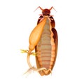 Cockroach digestive system