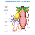 Cockroach digestive system, Efficient digestion, nutrient absorption for survival