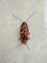 Cockroach on the dusty floor. Problem inhome and toilet concept