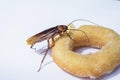 Cockroach eat donuts on a white background Royalty Free Stock Photo