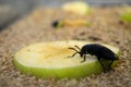 Cockroach eating apple, insects eat fruit just like us Royalty Free Stock Photo