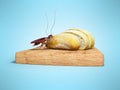 Cockroach eats white bread 3d render on blue background with shadow
