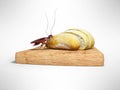 Cockroach eats white bread 3d render on gray background with shadow