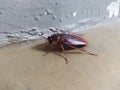 Cockroach on the edge of a smooth wall Royalty Free Stock Photo