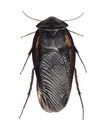 Cockroach, Egyptian desert roach, Polyphaga aegyptiaca Royalty Free Stock Photo