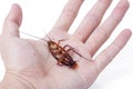 Dead cockroaches white background