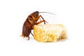 Cockroach is contagion dissemination, Cockroach eating bread which isolated white background. Royalty Free Stock Photo