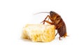 Cockroach is contagion dissemination, Cockroach eating bread which isolated white background. Royalty Free Stock Photo