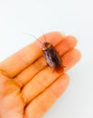 Cockroach Royalty Free Stock Photo
