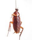 Cockroach hanging is dead shoot on white background Royalty Free Stock Photo