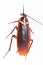 Cockroach hanging is dead shoot on white background Royalty Free Stock Photo