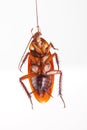 Cockroach hanging is dead shoot on white background Royalty Free Stock Photo