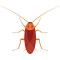 Cockroach illustration.