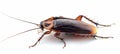 Cockroach image against a pristine white backdrop. A detailed close-up of a single cockroach. Concept of cleanliness