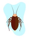 Cockroach Insect