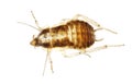 Cockroach insect molt Royalty Free Stock Photo