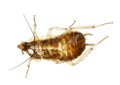 Cockroach insect molt Royalty Free Stock Photo