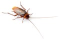 Cockroach Insect Pest Roach Royalty Free Stock Photo