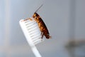 Cockroach insect on the toothbrush