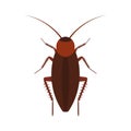 Cockroach insect vector icon above pest. Brown animal top view cartoon bug. Flat body parasite pollution