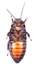 Cockroach isolated Royalty Free Stock Photo