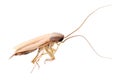 Cockroach isolated