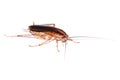 Cockroach isolated Royalty Free Stock Photo