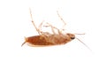 Cockroach isolated Royalty Free Stock Photo