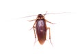 Cockroach isolated, isolated animal, macro insect Royalty Free Stock Photo