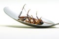 Ockroach isolated / lying dead of cockroach insect on spoon isolated