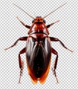 Cockroach Isolated on Transparent Background PNG Royalty Free Stock Photo