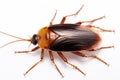 A cockroach isolated on white background. Cockroach. Generative Ai