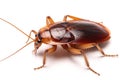 A cockroach isolated on white background. Cockroach. Generative Ai