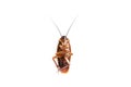 Cockroach on isolated white background,Dead cockroachs on white Royalty Free Stock Photo