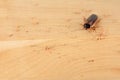 Cockroach in the kitchen. The problem is in the house because of the cockroaches Royalty Free Stock Photo