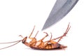 Cockroach and knife isolated on a white background : Killing coc