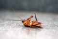 Cockroach lies on his back Royalty Free Stock Photo