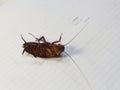 Cockroach lying on his back Royalty Free Stock Photo