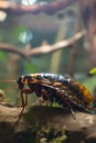 Cockroach navigating a log in a natural habitat. Detailed insect traversing wood. Concept of entomology, habitat